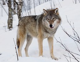 Картинка за лявата част на двойката за свързване