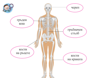 Органи за движение