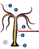 Image for quiz