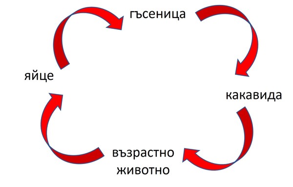 Картинка, поясняваща отговорите на въпроса