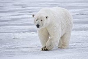 Картинка за дясната част на двойката за свързване