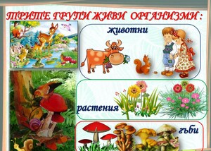 Основни групи организми