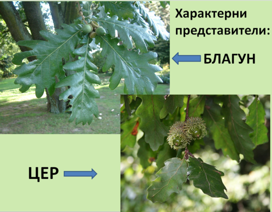 Картинка за статичен екран