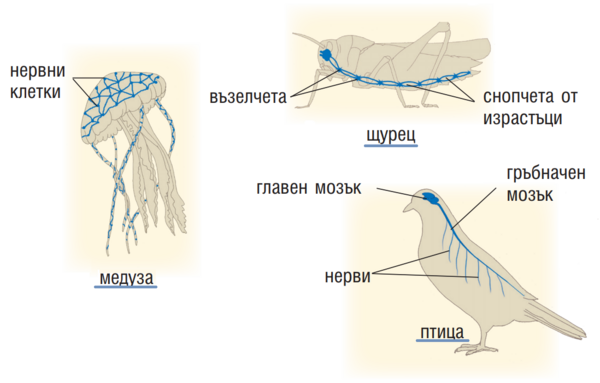 Картинка, поясняваща отговорите на въпроса