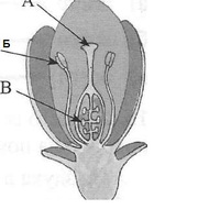 Image for quiz