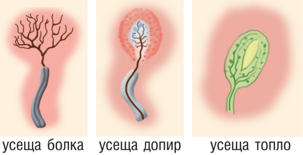 Картинка, поясняваща отговорите на въпроса