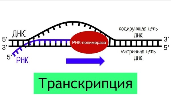 Картинка, поясняваща отговорите на въпроса