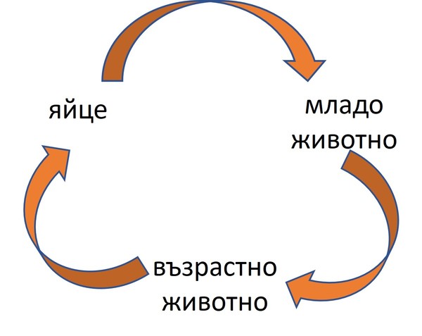 Картинка, поясняваща отговорите на въпроса