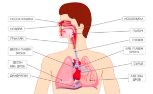 Човешкото тяло - дихателна система