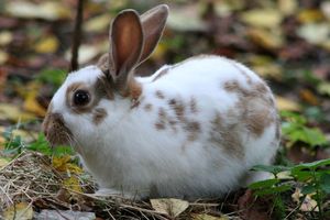 Картинка за дясната част на двойката за свързване