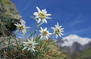 Картинка за лявата част на двойката за свързване