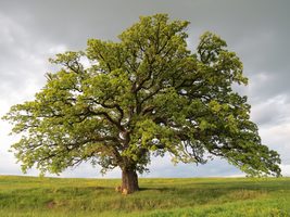 Картинка за лявата част на двойката за свързване