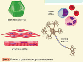 Картинка, поясняваща отговорите на въпроса