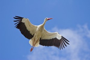 Картинка за дясната част на двойката за свързване