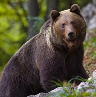 Картинка за дясната част на двойката за свързване