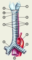 Image for the left image of the connect pair