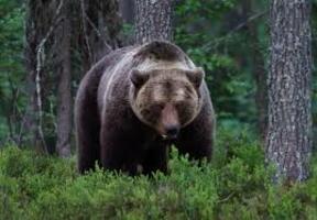 Картинка за дясната част на двойката за свързване